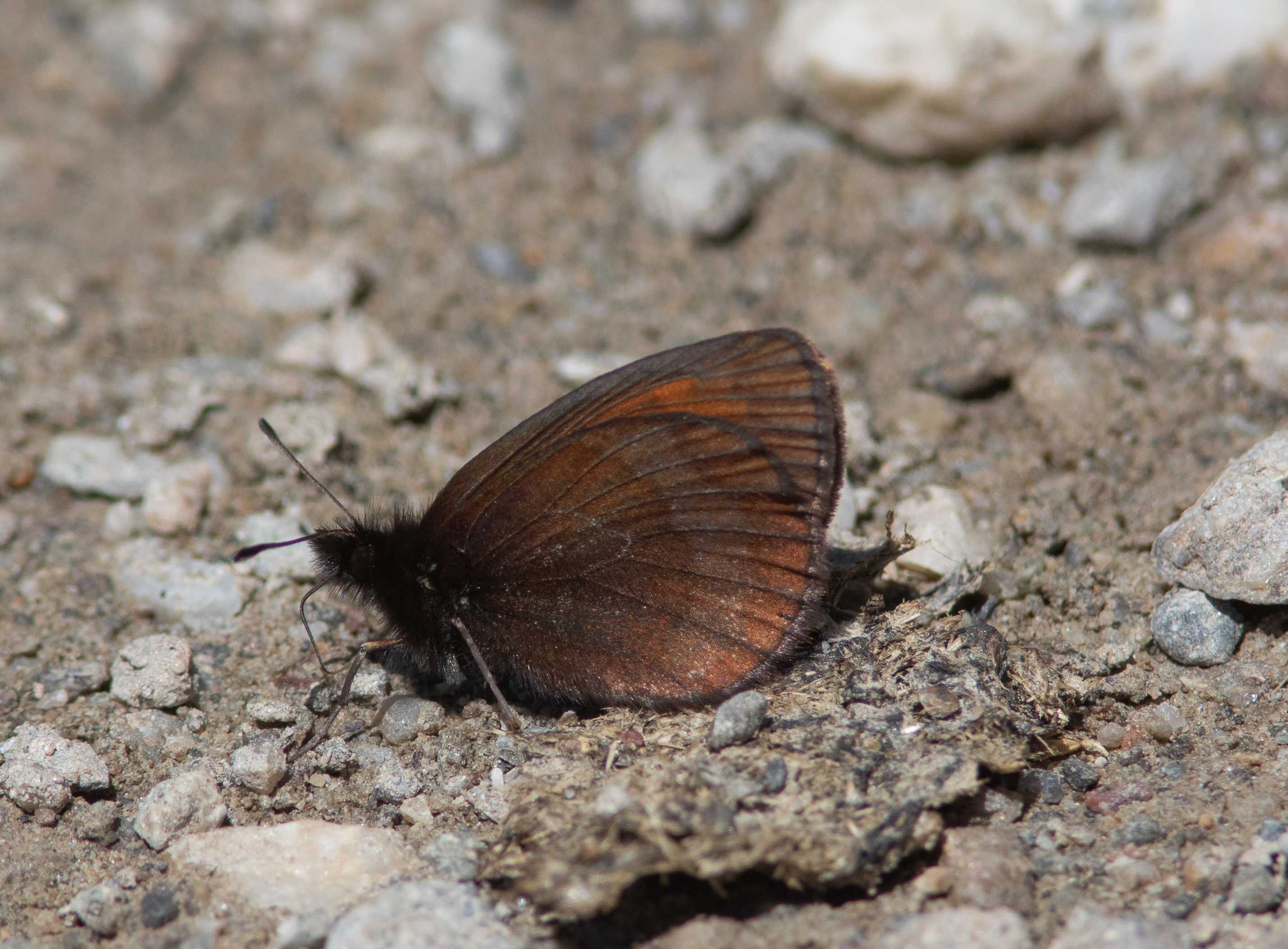 Miniature